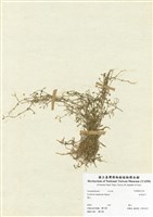 藏品(細葉卷耳)的圖片